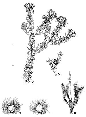 Petrophile misturata.jpg