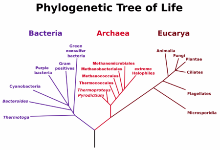 PhylogeneticTree, Woese 1990