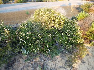 Phymatocarpus porphyrocephalus (habit)