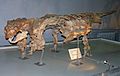 Pinacosaurus skeleton