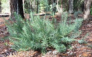 Podocarpus drouynianus.jpg