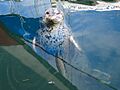 Popeye, official seal of Friday Harbor on San Juan Island, Washington