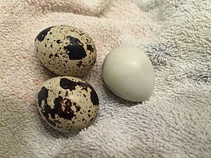 Quail's egg2015082