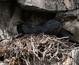 Ravens nest Lastef