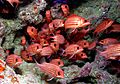 Red Fish at Papahānaumokuākea