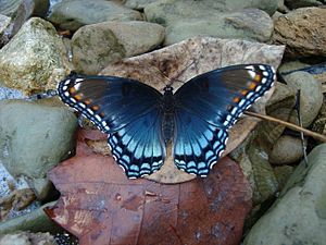 Red Spotted Purple.JPG