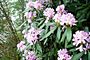Rhododendron pontica-1.jpg