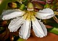 Scaevola sericea W2 IMG 3107