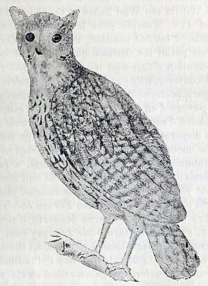 Scops commersoni