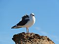 Sea Gull at Point Lobos State Natural Reserve, CA