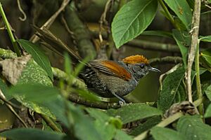 Slaty Spinetail - Colombia S4E0885.jpg