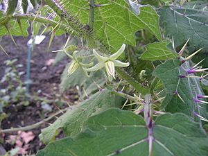 Solanum myriacanthum flower.jpg