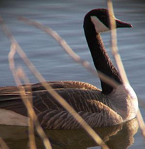 Spy pond goose