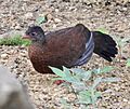 Sri Lanka Spurfowl, Siharaja Forest Reserve, Sabaragamuwa Palata, Sri Lanka (cropped)