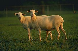 St Croix sheep