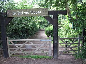 St Helen's Park or Woods - geograph.org.uk - 1358821
