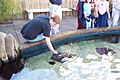 Steven pets a stingray