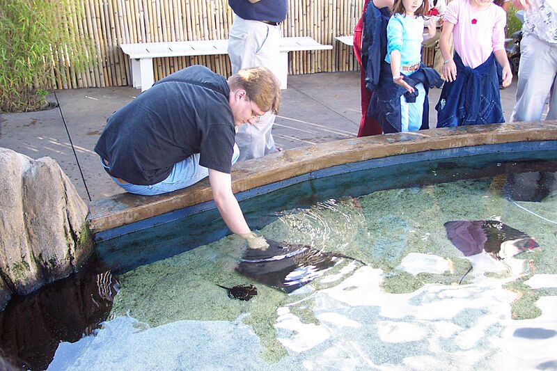 Steven pets a stingray
