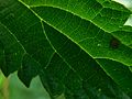 Stinging Nettle Leaf Detail