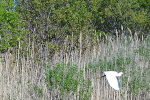 Stone Harbor Bird Sanctuary, NJ - 02
