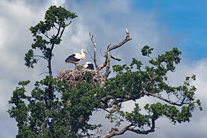 Stork nest at Knepp Wildland