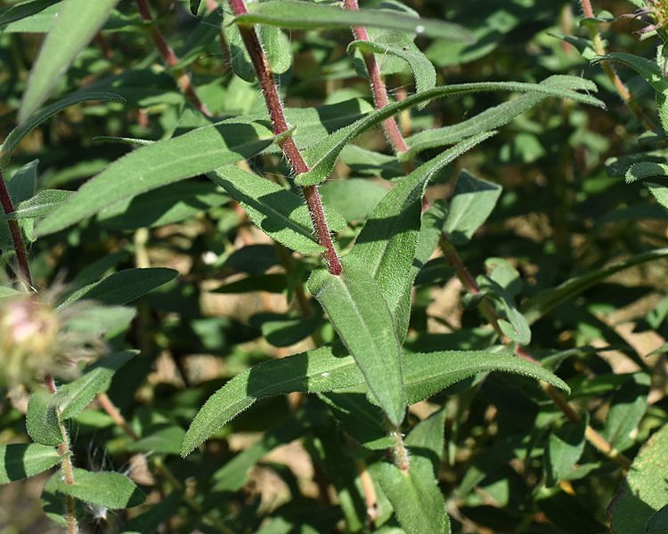 Symphyotrichum novae-angliae clasping leaves