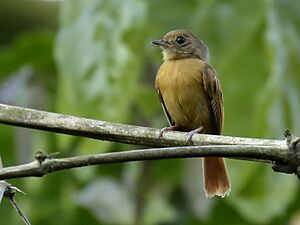Terenotriccus erythrurus - Ruddy-tailed flycatcher; Rio Branco, Acre, Brazil.jpg