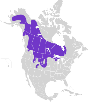 Tympanuchus phasianellus map.svg