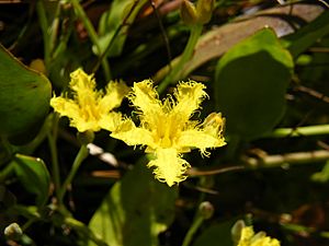 Villarsia capensis Cape Bogbean.JPG