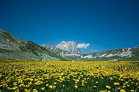 Yellow flowers at Campo Imperatore-1