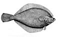 Yellowtail flounder