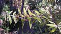 Young kauri leaves