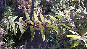 Young kauri leaves