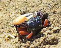 ルリマダラシオマネキ Gelasimus tetragonon 交尾 奄美大島IMG 2044