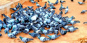 100 Pigeons