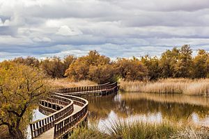 291114B- Tablas Daimiel - El puente - Castilla-La Mancha