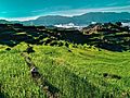 A farmer at Maligcong Rice Terraces