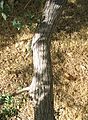 Acacia-greggii-bark