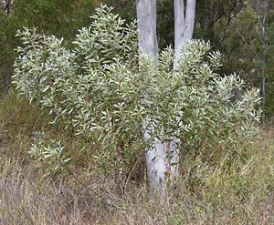 Acacia holosericiea shrub