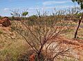 Acacia monticola