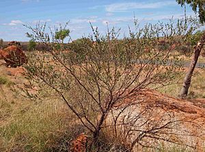Acacia monticola.jpg