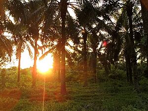 African palm tree forest in Aracataca