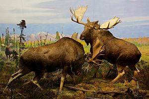 Alaska Moose at the American Museum of Natural History
