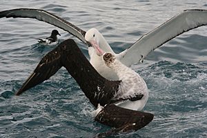 Albatross squabble