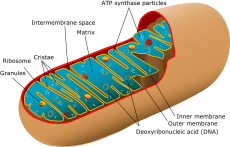 Animal mitochondrion diagram en (edit)