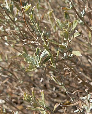 Artemisia bigelovii 2.jpg