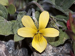 Baker's Violet, Viola bakeri.jpg