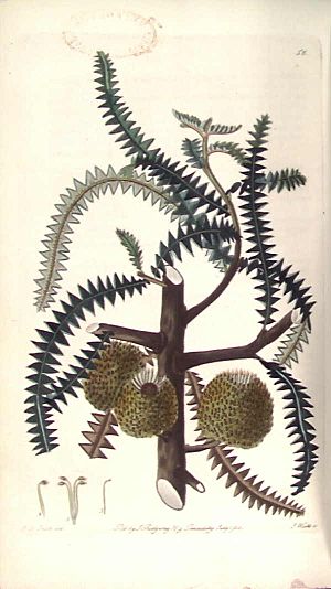 Banksia dryandroides from Flora Australasica