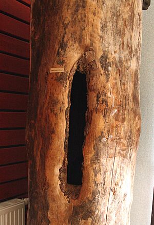 Barć muzeum białowieża p