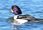 Barrow's Goldeneye Drake Seedskadee NWR (16656643482)
